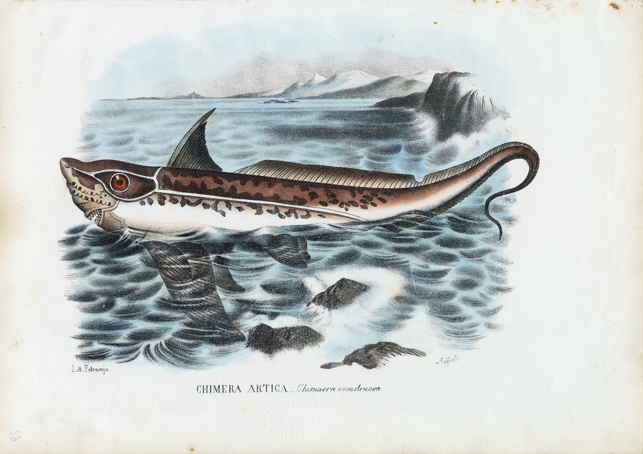 Peixe Coelho, 1863-79 de Raimundo Petraroja