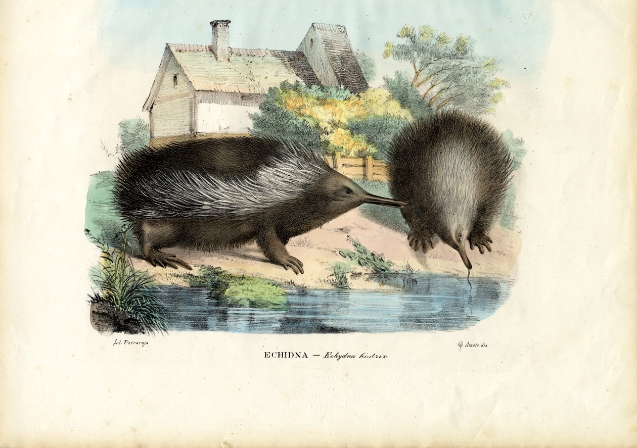 Echidna-de-bico-curto, 1863-79 de Raimundo Petraroja