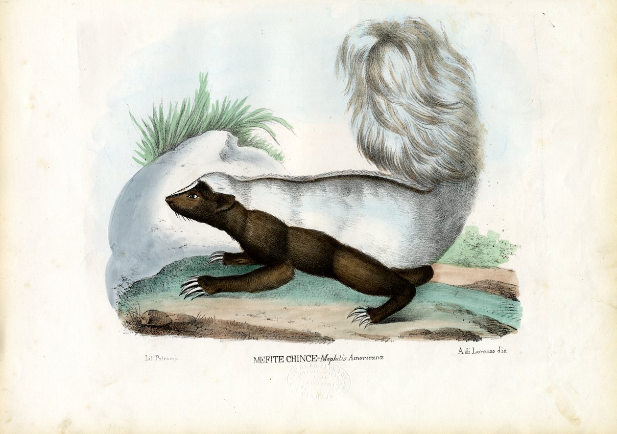 Gambá, 1863-79 de Raimundo Petraroja