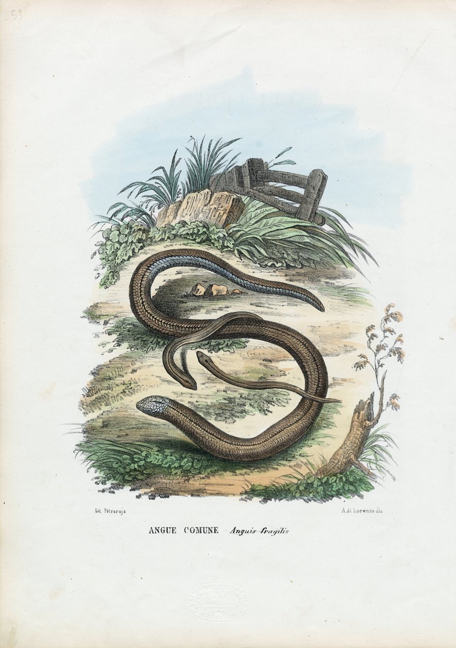 Verme Lento, 1863-79 de Raimundo Petraroja