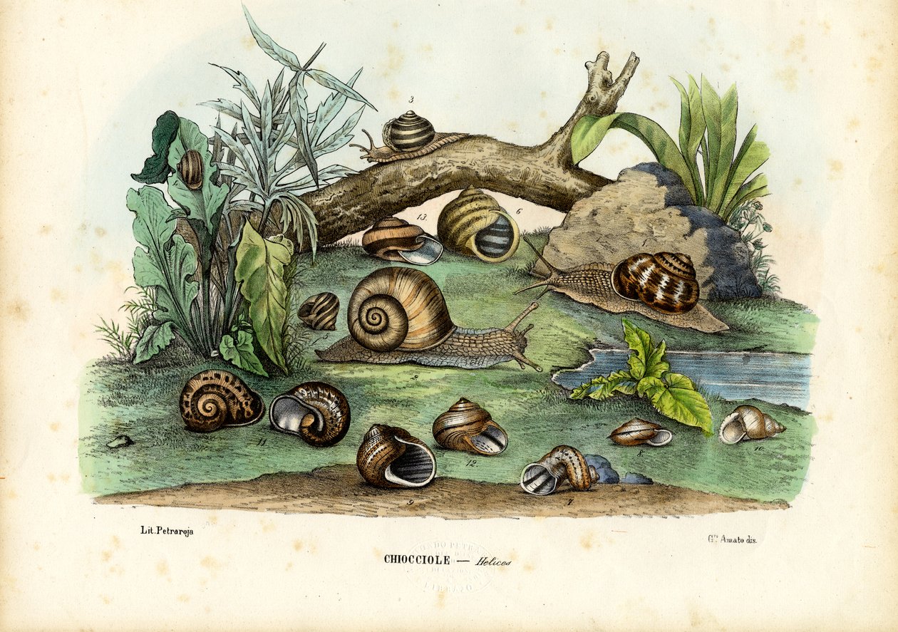 Caracóis, 1863-79 de Raimundo Petraroja