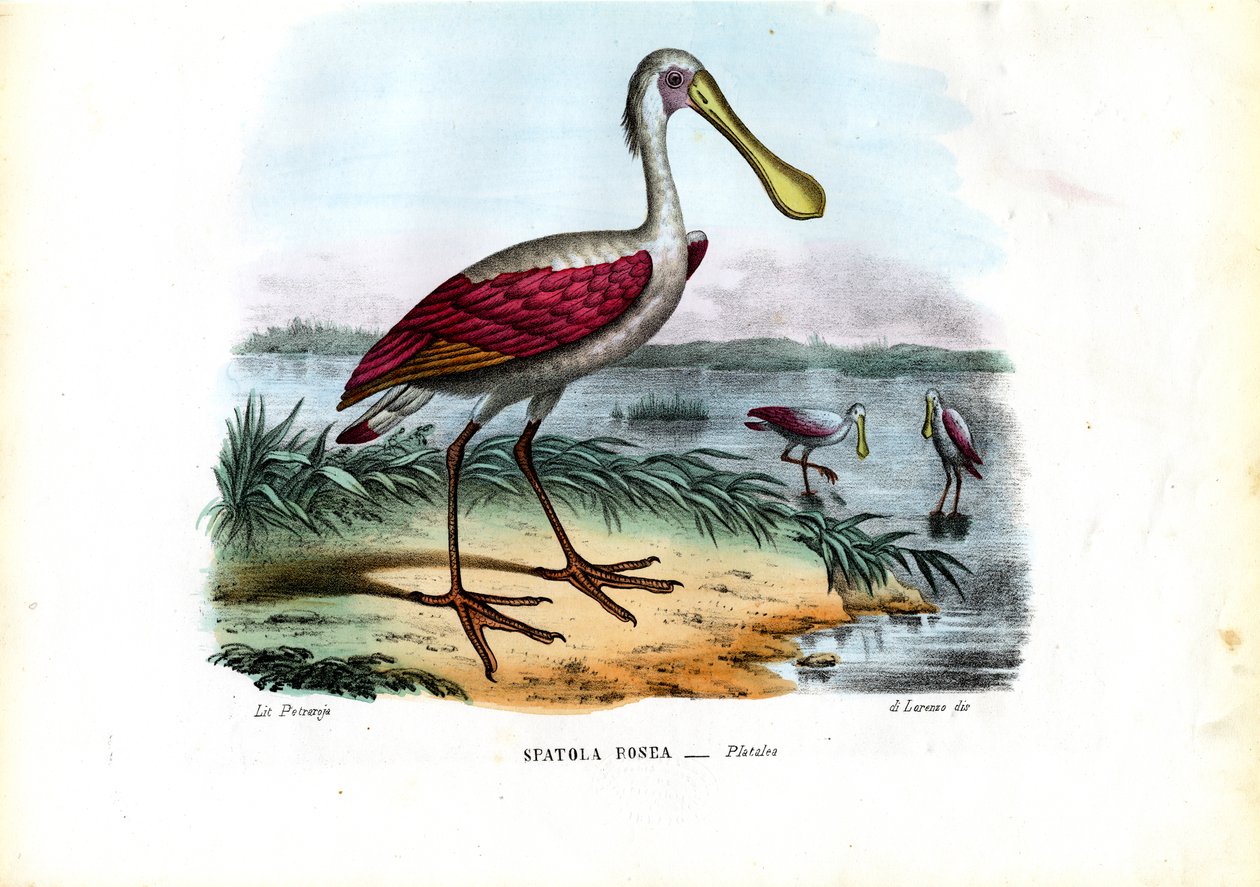 Colhereiro, 1863-79 de Raimundo Petraroja