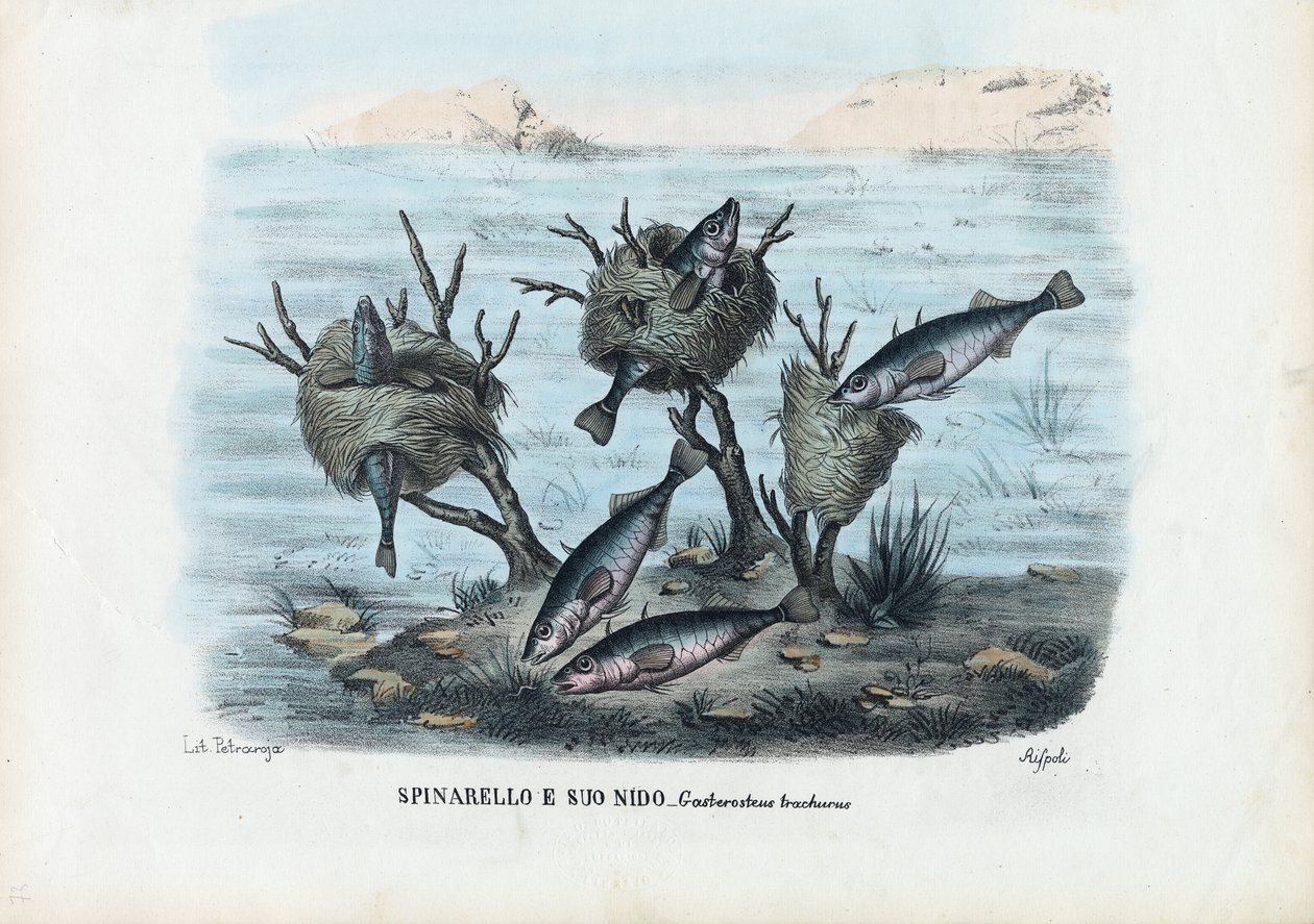 Stickleback, 1863-79 de Raimundo Petraroja