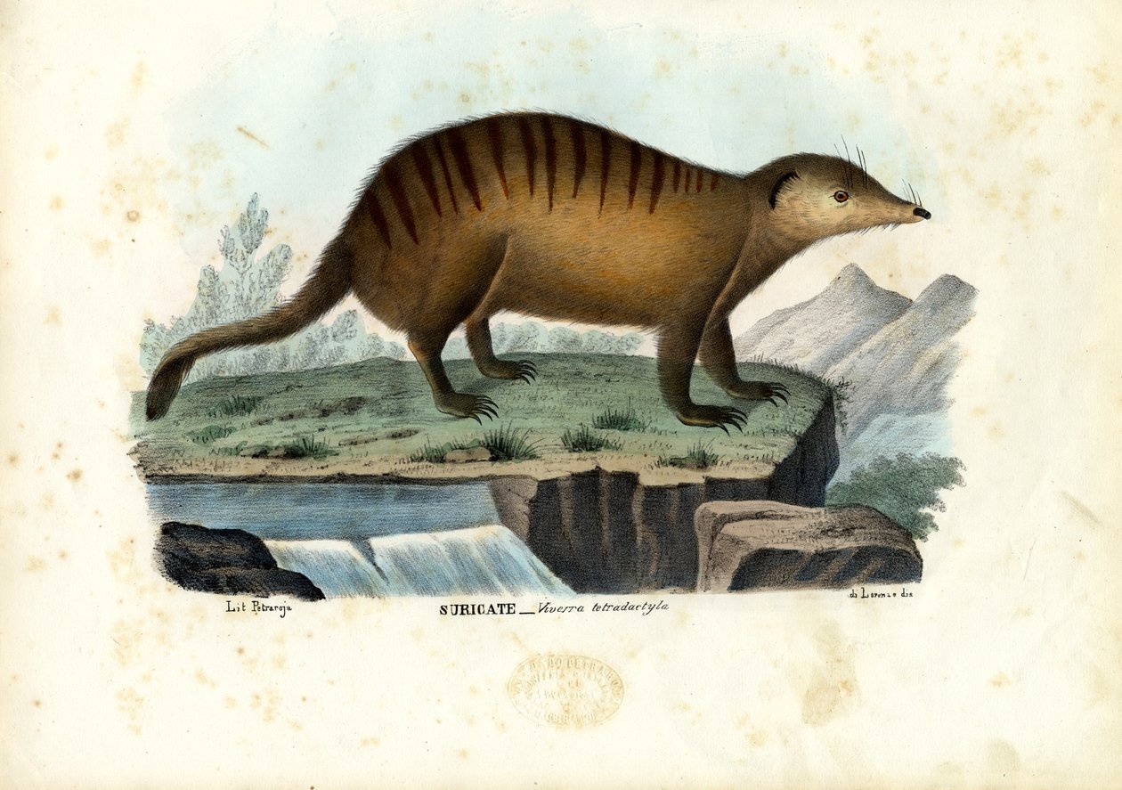 Suricate, 1863-79  de Raimundo Petraroja