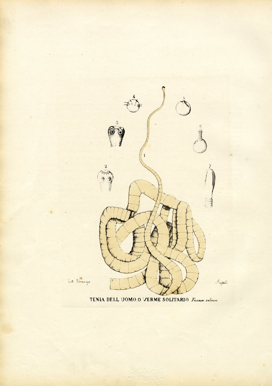Verme de fita, 1863-79 de Raimundo Petraroja