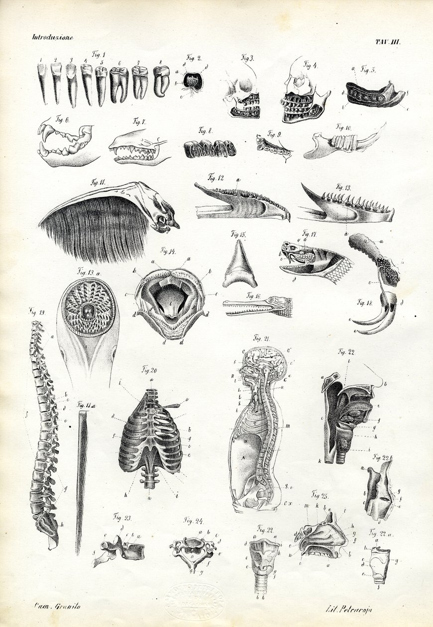 Dentes, 1863-79 de Raimundo Petraroja
