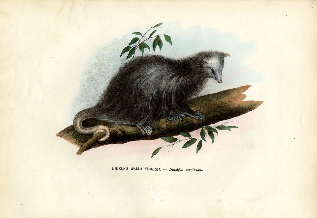 Virginia Opossum, 1863-79 de Raimundo Petraroja