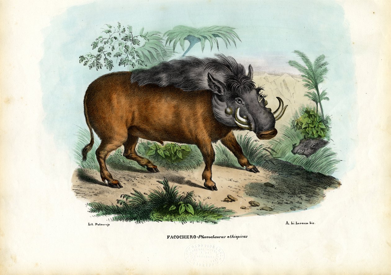 Javali, 1863-79 de Raimundo Petraroja