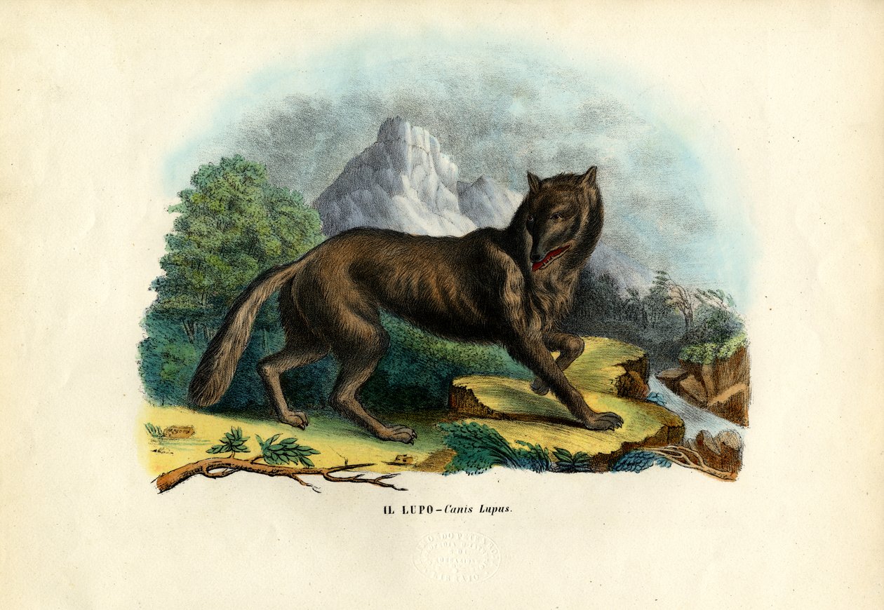 Lobo, 1863-79 de Raimundo Petraroja