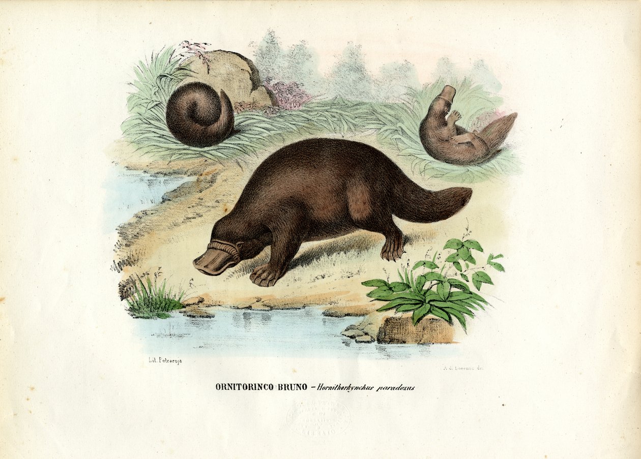 Ornitorrinco, 1863-79 de Raimundo Petraroja