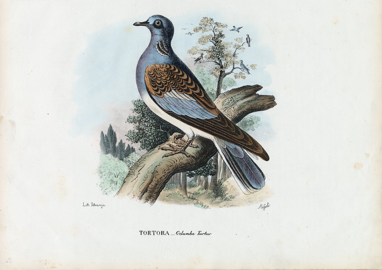 Pomba de tartaruga europeia, 1863-79 de Raimundo Petraroja