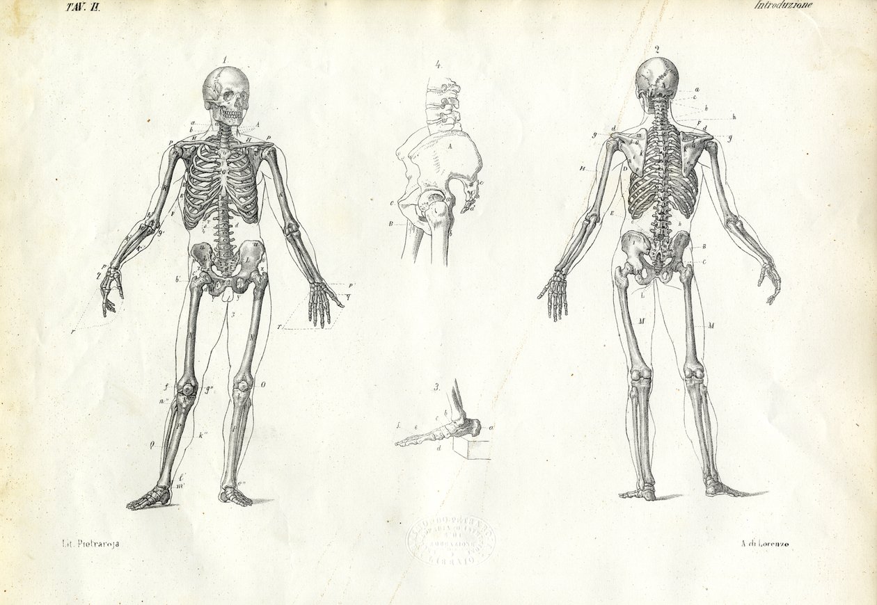 Ser Humano, 1863-79 de Raimundo Petraroja