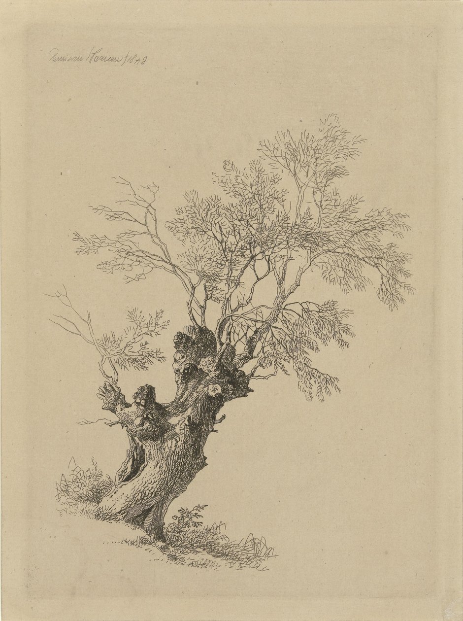 Salgueiro de Remigius Adrianus Haanen