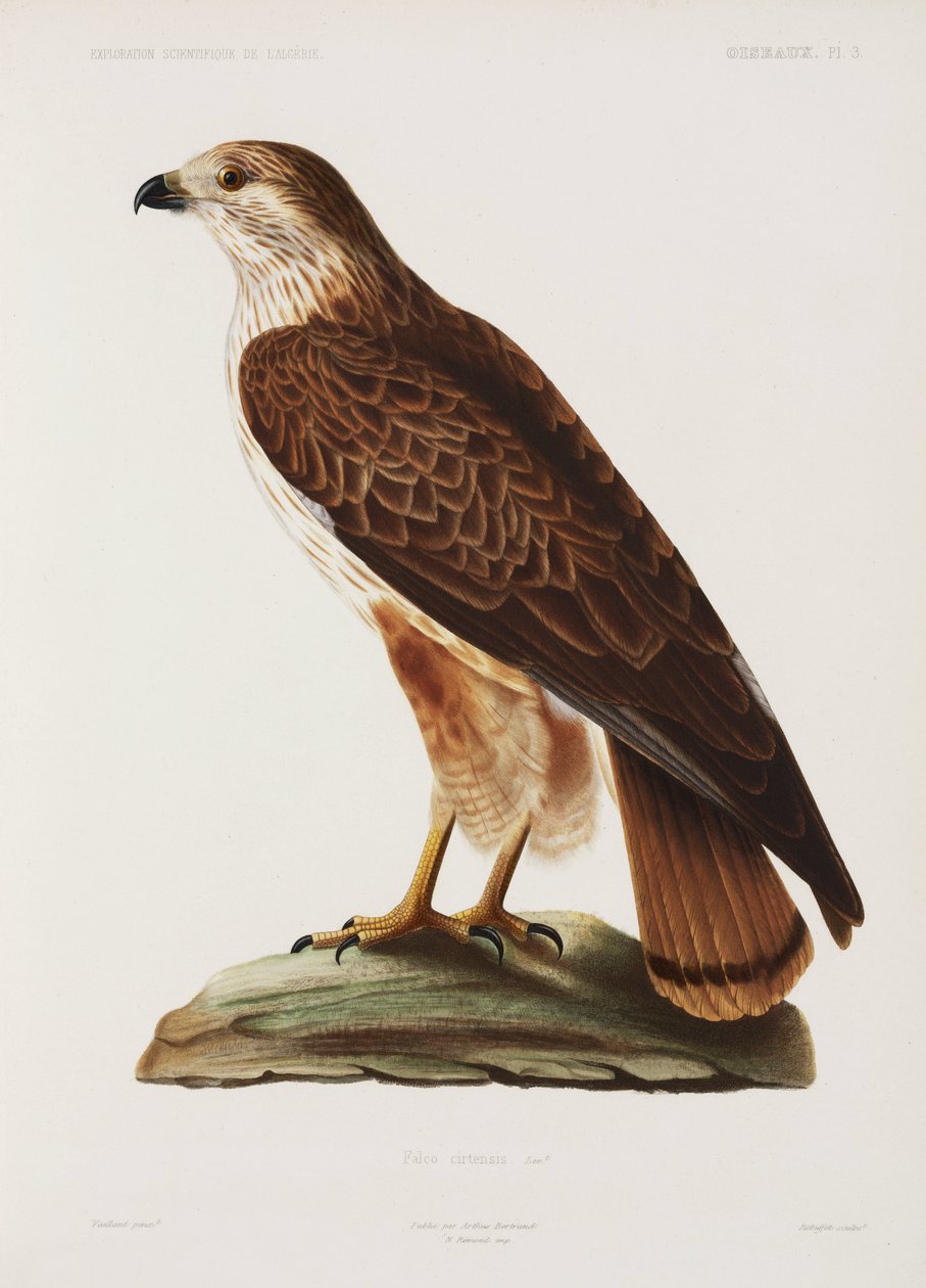 Falcão, Argélia de John Pardon