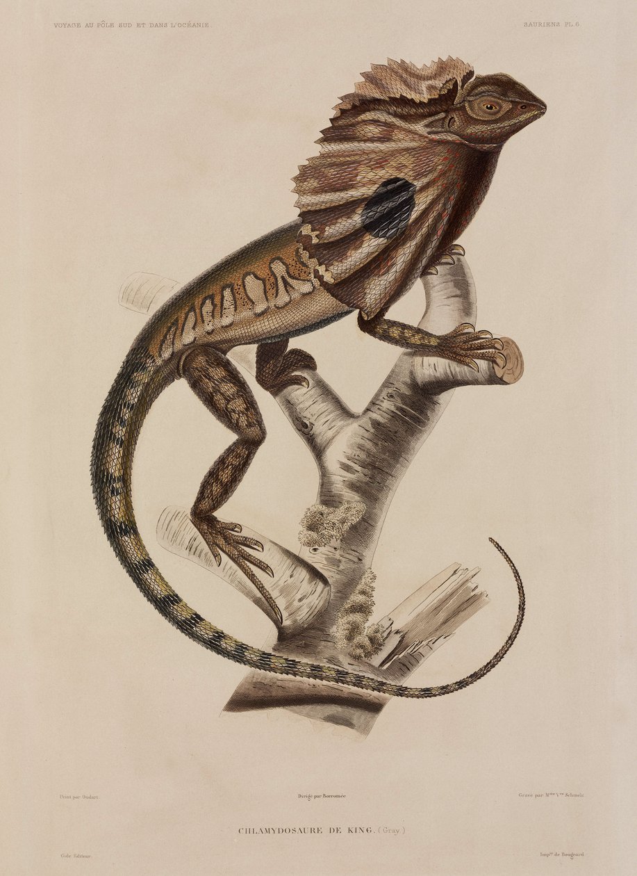 Lagarto Frillneck de John Pardon