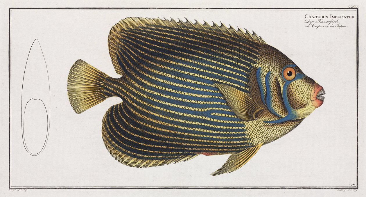 Peixe Angélico Imperador de John Pardon