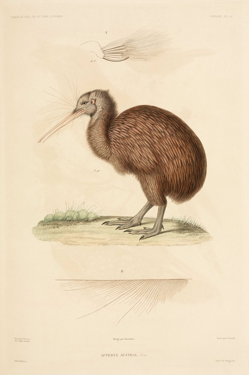 Kiwi, Nova Zelândia de John Pardon