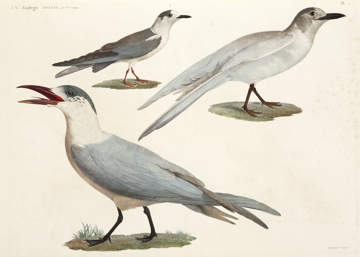 Gaivotas e gaivotas, Egipto de John Pardon