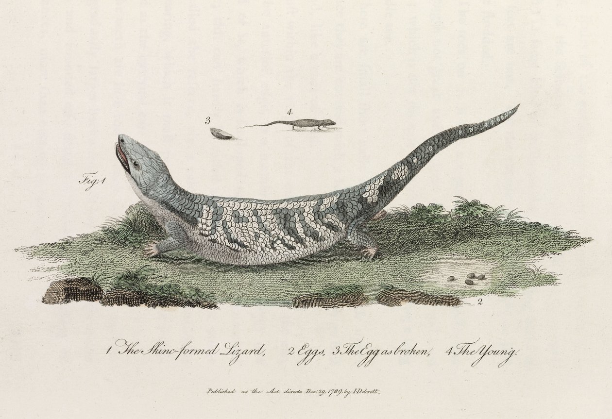 O "Lagarto Formado em Pele". de John Pardon