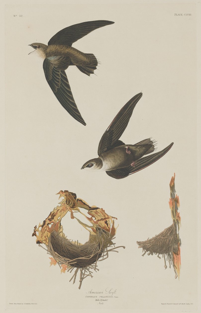 American Swift, 1833. de Robert Havell