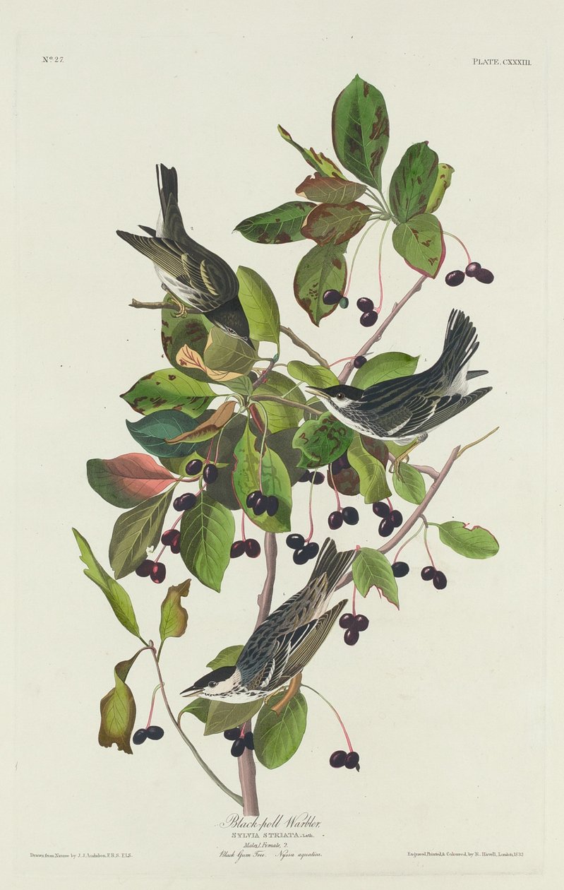 Toutinegra-preta, 1832. de Robert Havell