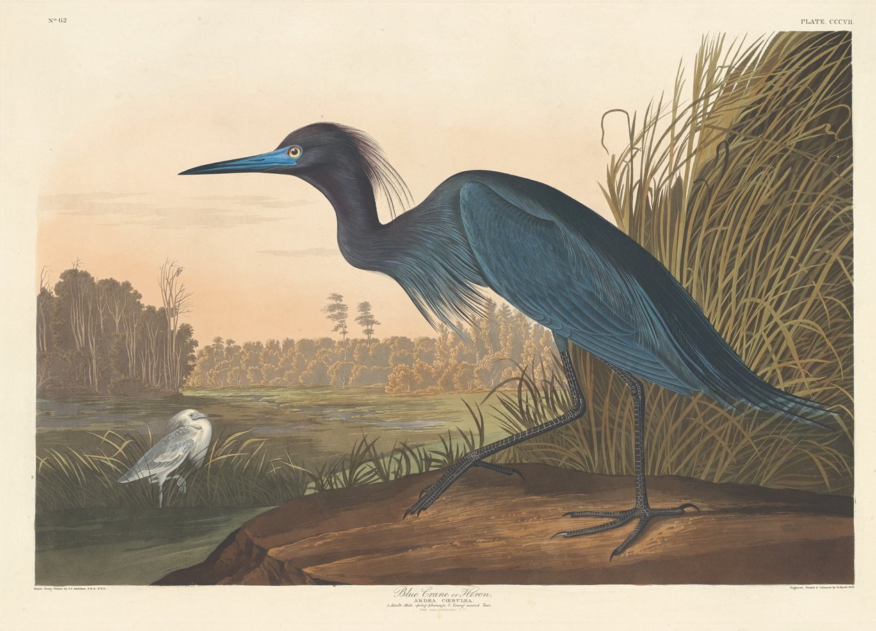 Blue Crane ou Garça, 1836. de Robert Havell