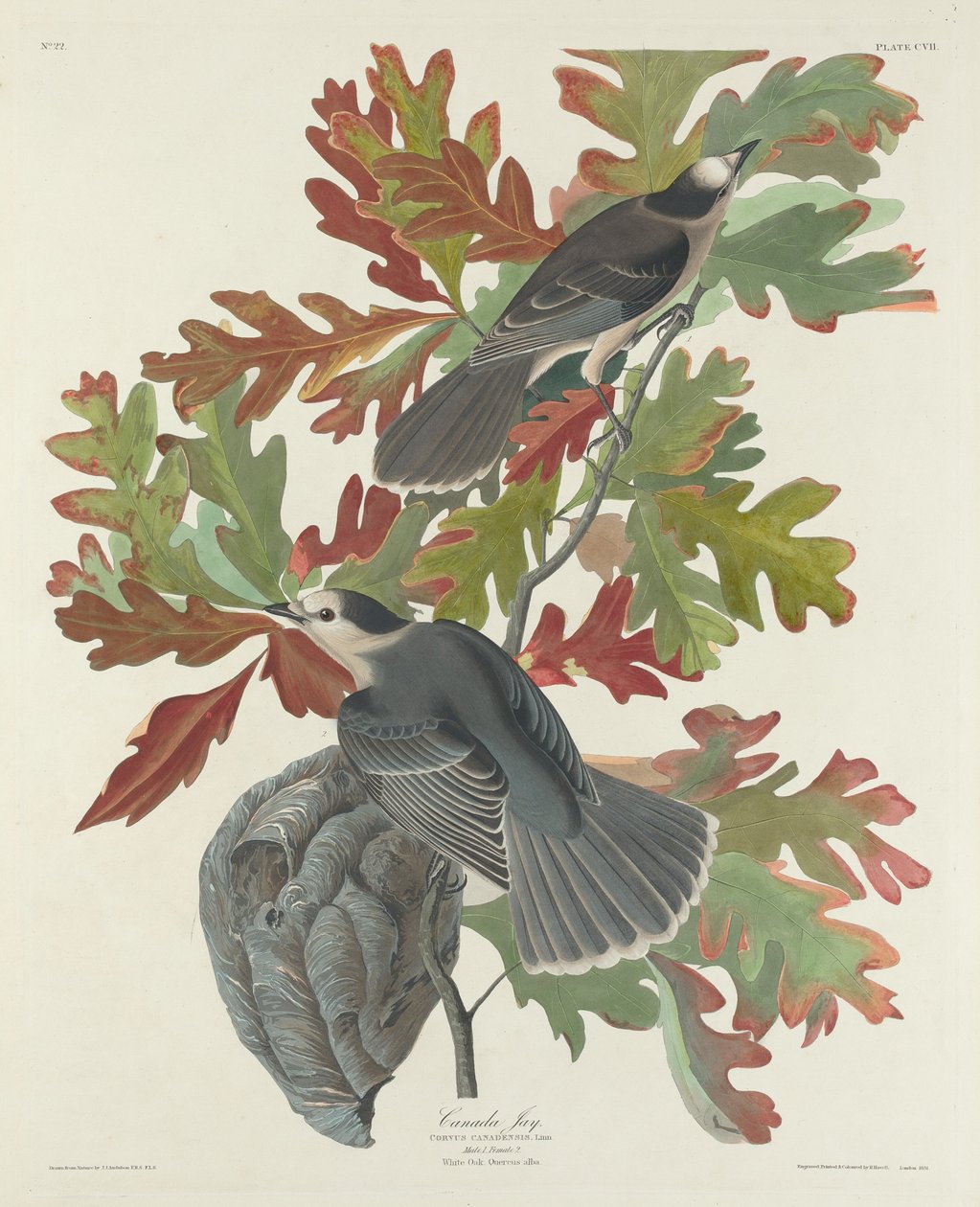 Canadá Jay, 1831. de Robert Havell
