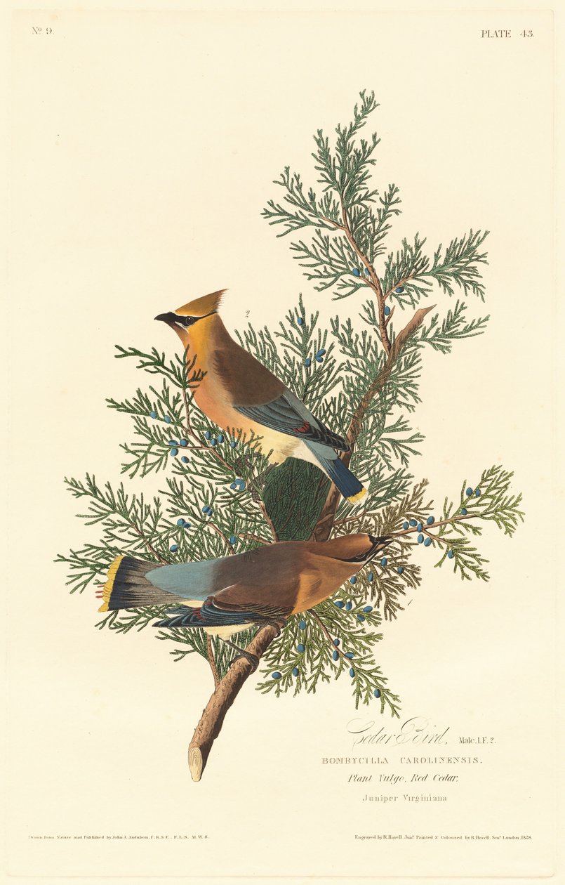 Pássaro de Cedro, 1828. de Robert Havell