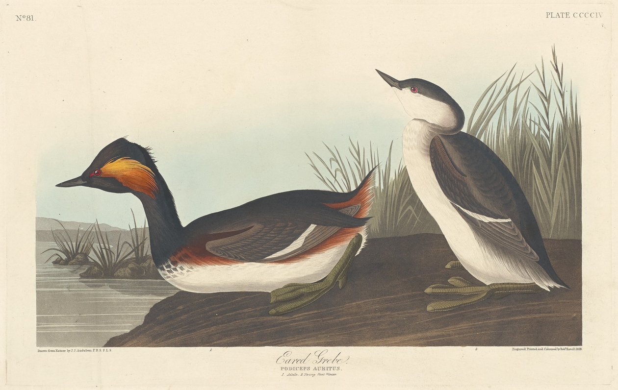 Grebe orelhudo, 1838. de Robert Havell