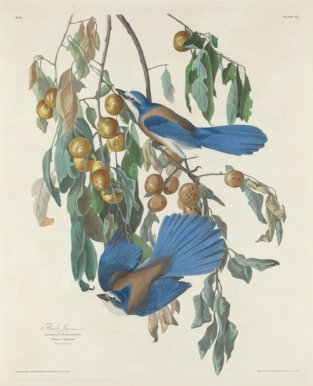 Florida Jays, 1830. de Robert Havell