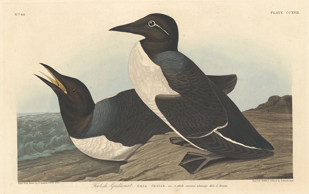 Tolo Guillemot, 1834. de Robert Havell