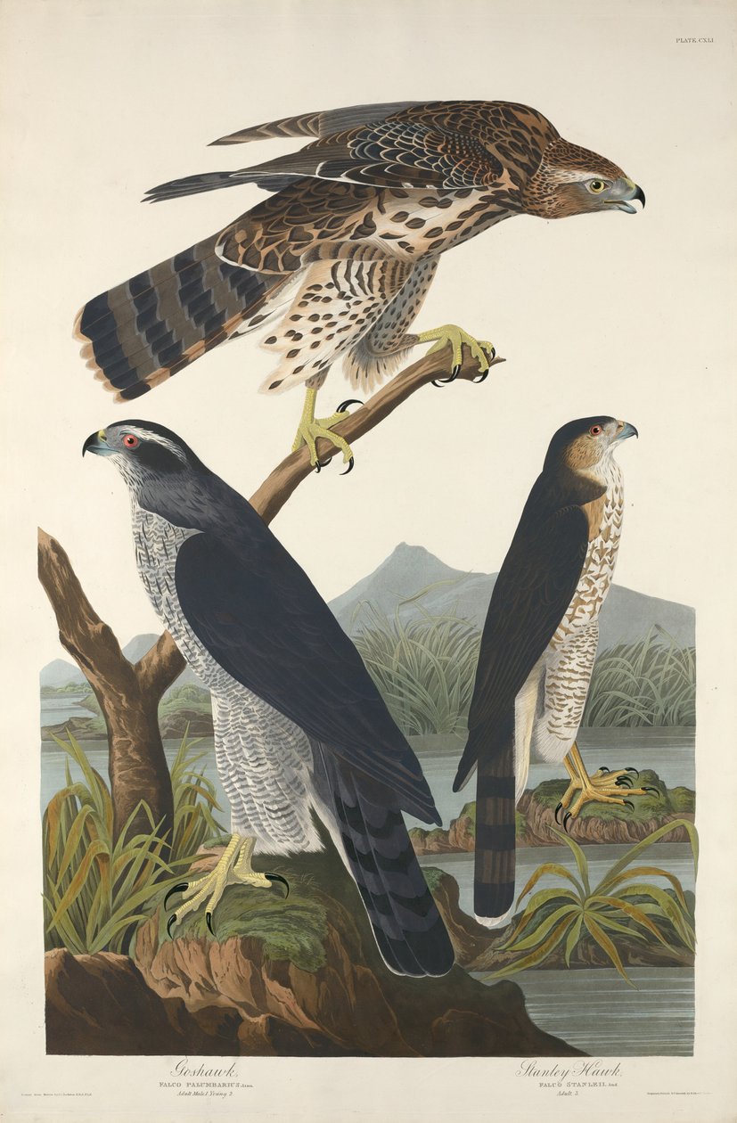 Açor e Stanley Hawk, 1832. de Robert Havell