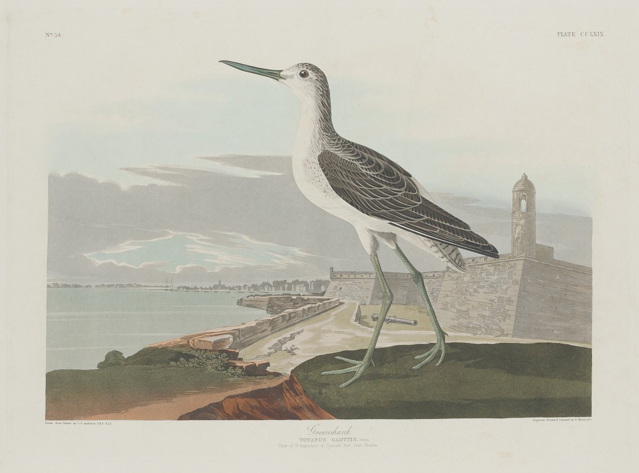 Greenshank, 1835. de Robert Havell