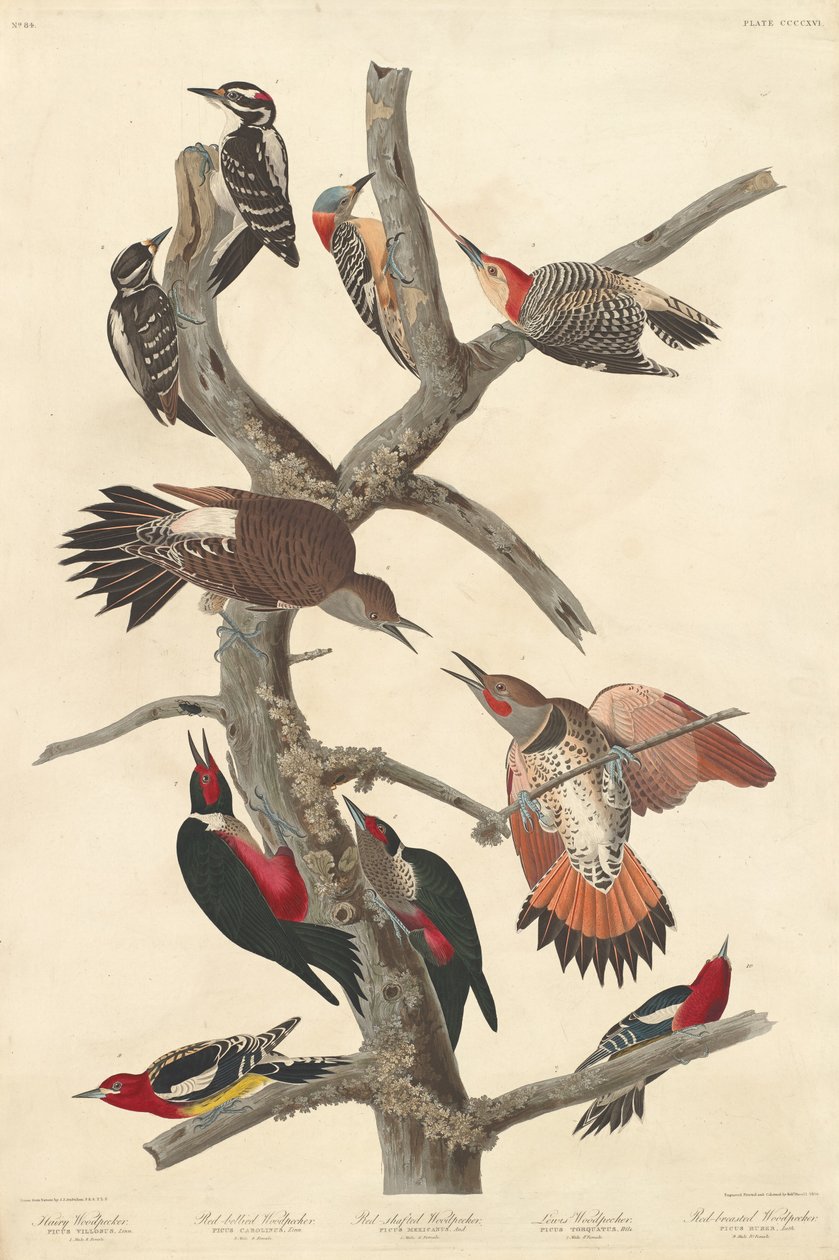 Pica-pau peludo, 1838. de Robert Havell