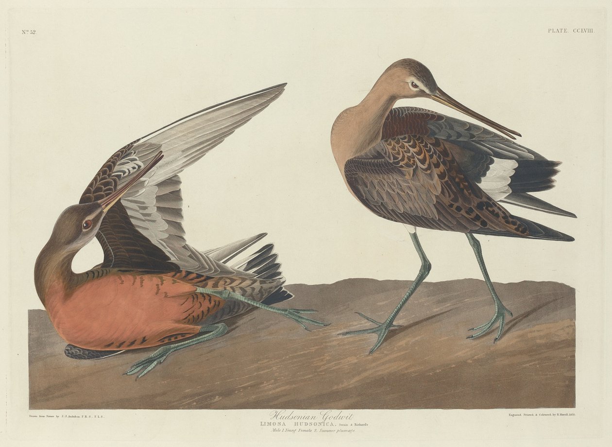 Godwit Hudsonian, 1835. de Robert Havell