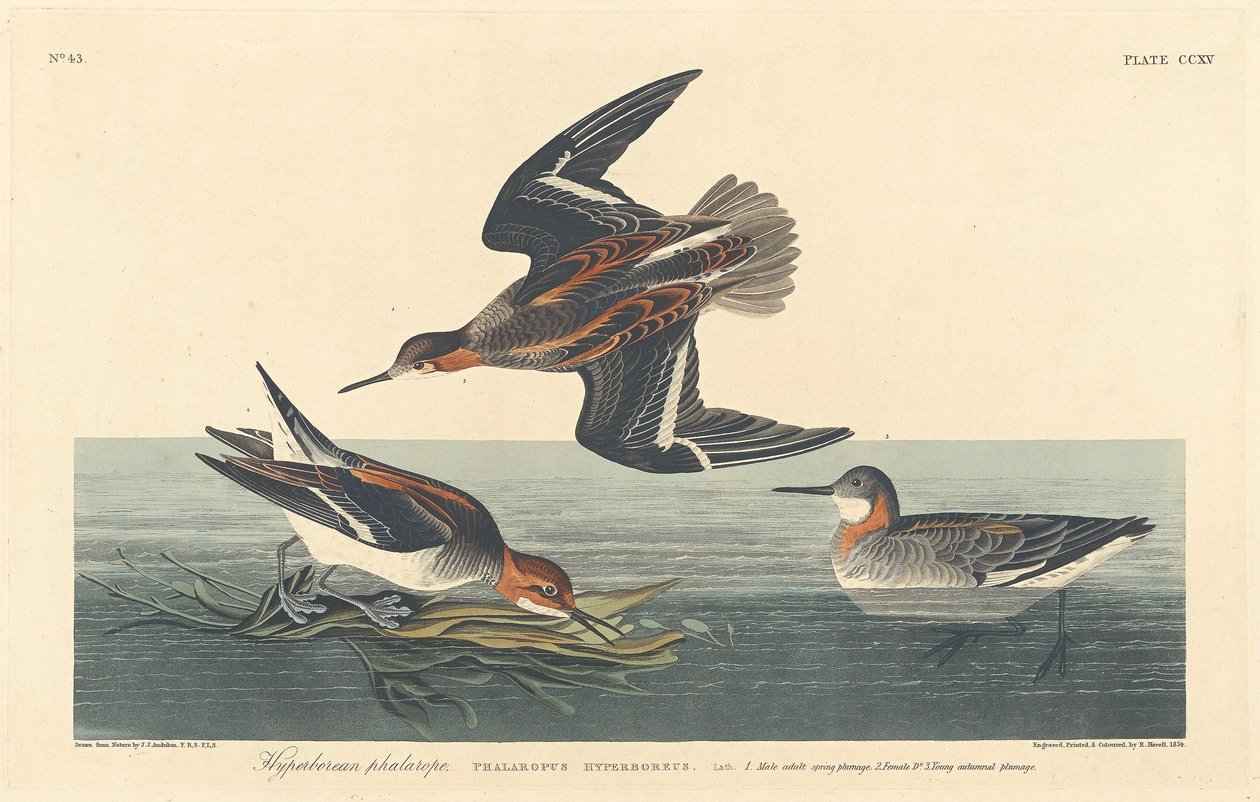 Falaropo Hiperbóreo, 1834. de Robert Havell