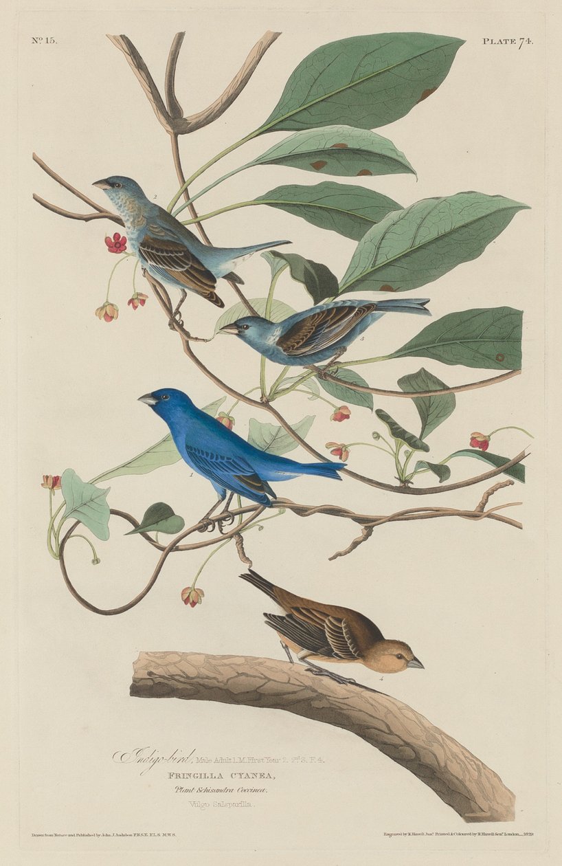 Pássaro índigo, 1829. de Robert Havell