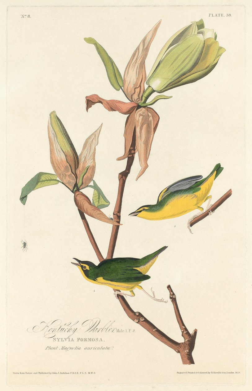 Kentucky Warbler, 1828. de Robert Havell