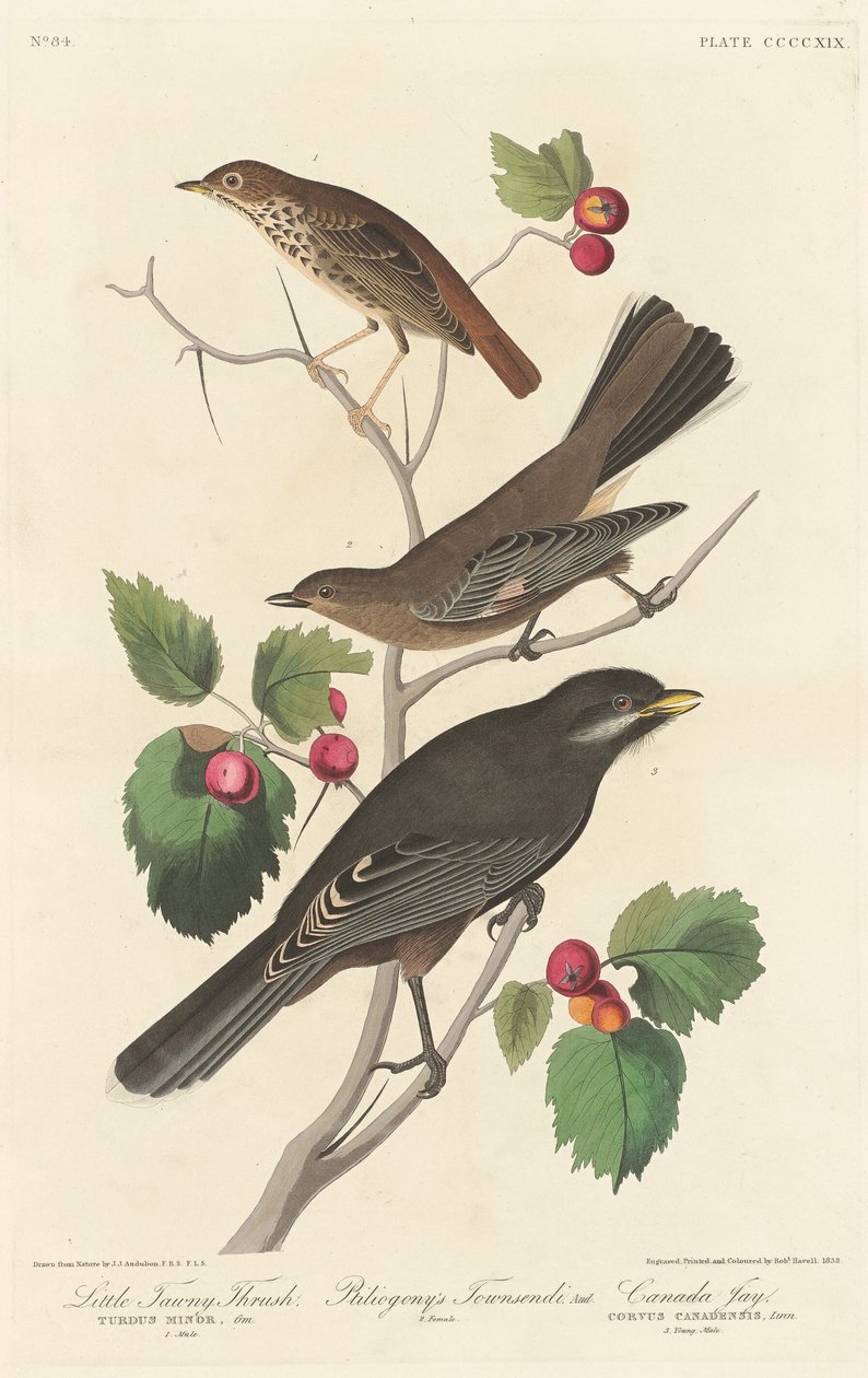 Tordo Tawny, 1838. de Robert Havell