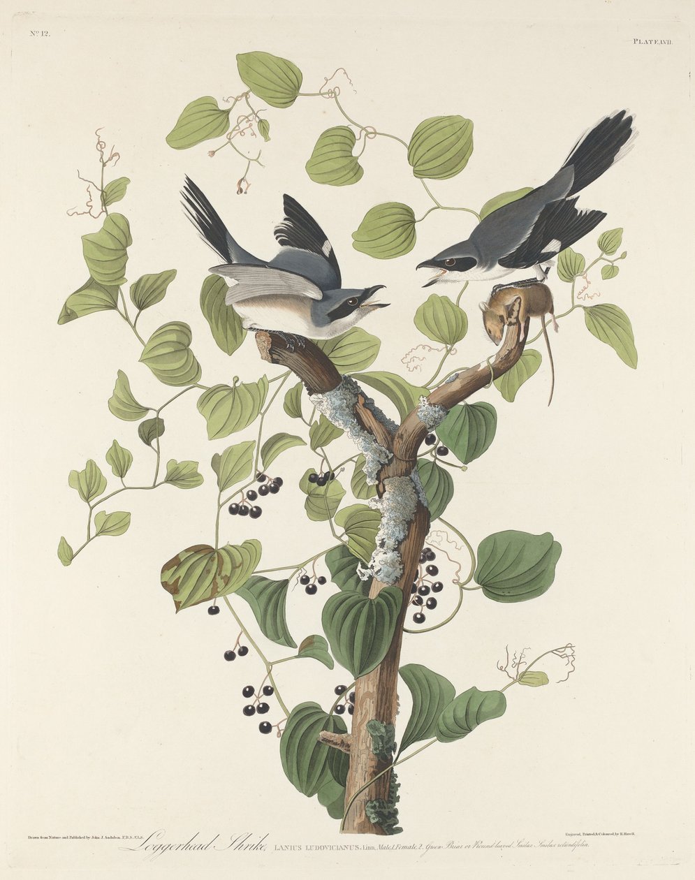 Loggerhead Shrike, 1829. de Robert Havell
