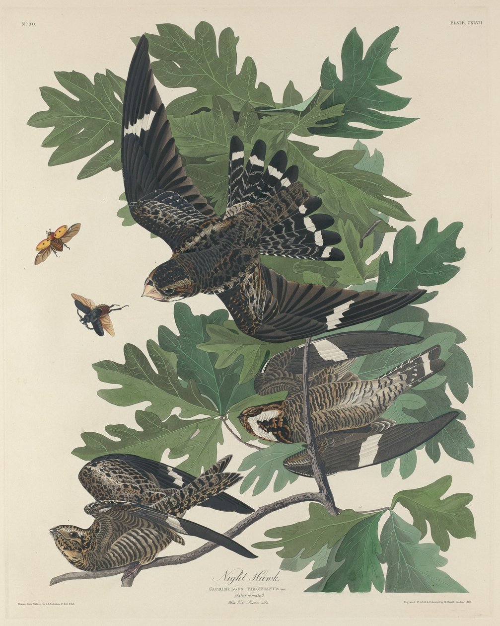 Falcão Noturno, 1832. de Robert Havell