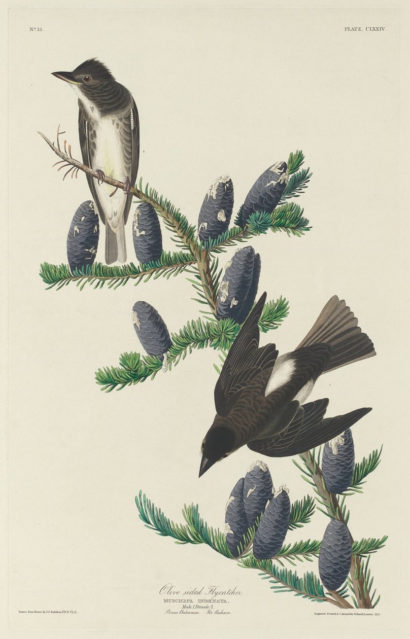 Papa-moscas-oliva, 1833. de Robert Havell