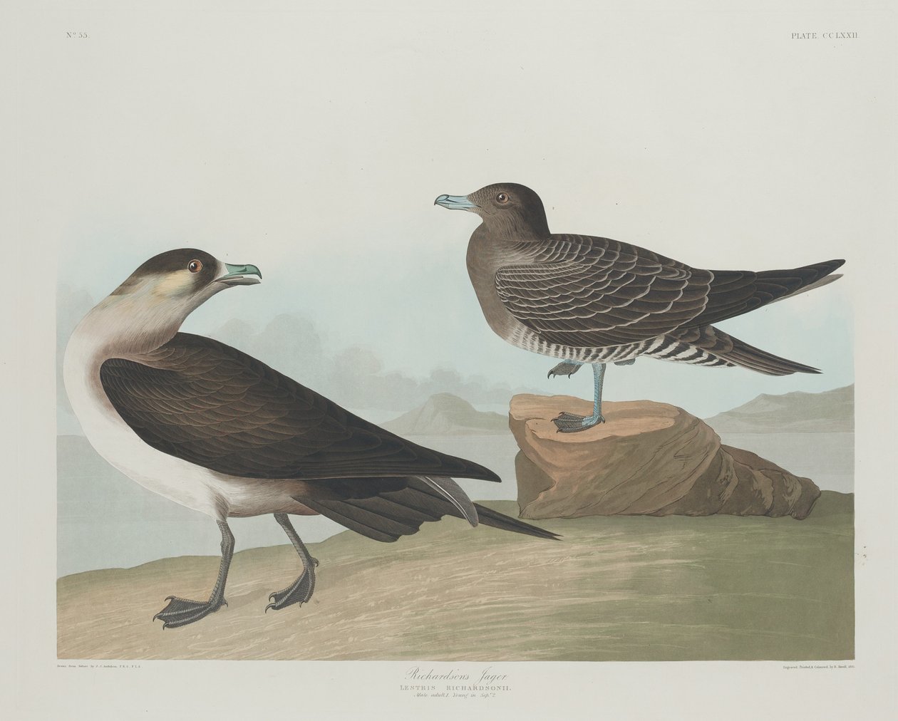 Jager de Richardson, 1835. de Robert Havell