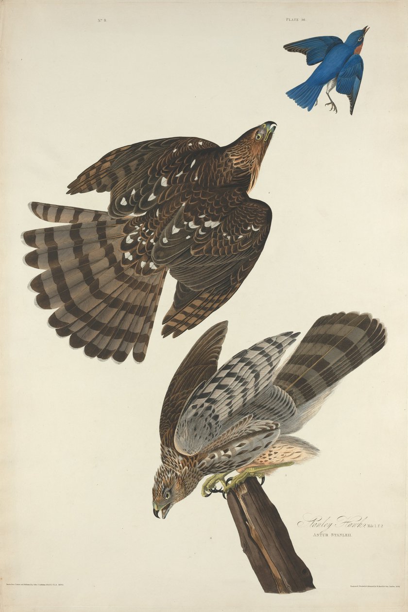 Stanley Hawk, 1828. de Robert Havell