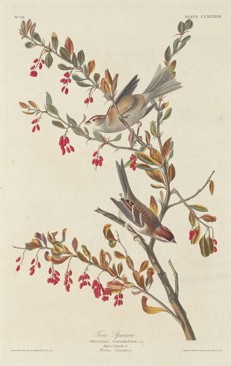 Pardal de Árvore, 1834. de Robert Havell