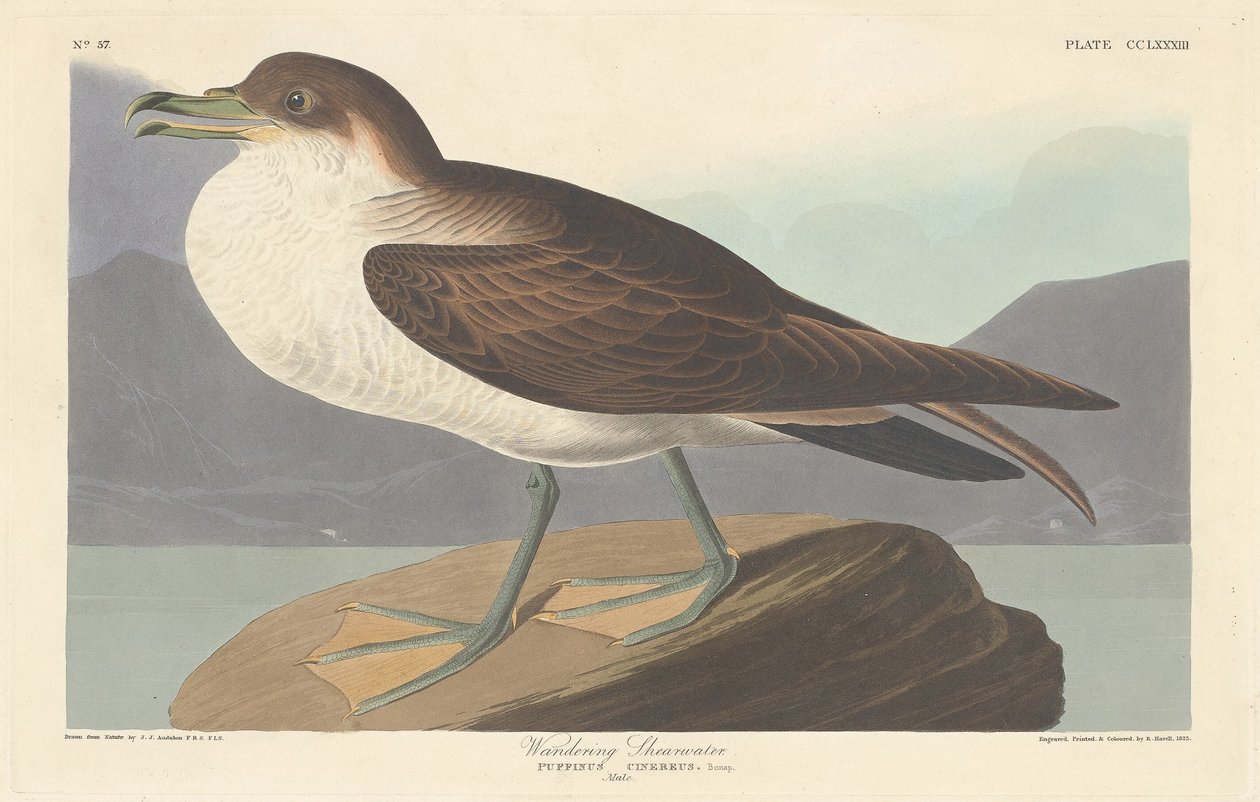 Cagarro errante, 1835. de Robert Havell