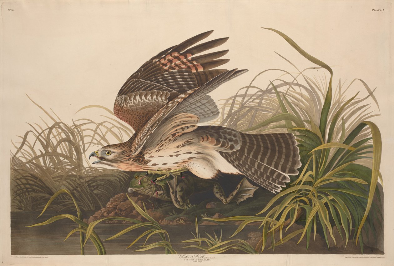 Falcão de Inverno, 1829. de Robert Havell