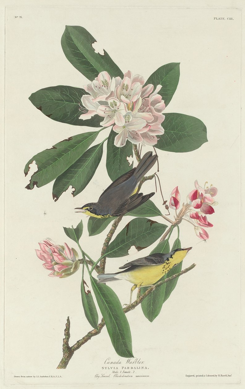 Toutinegra do Canadá de Robert Havell after John James Audubon