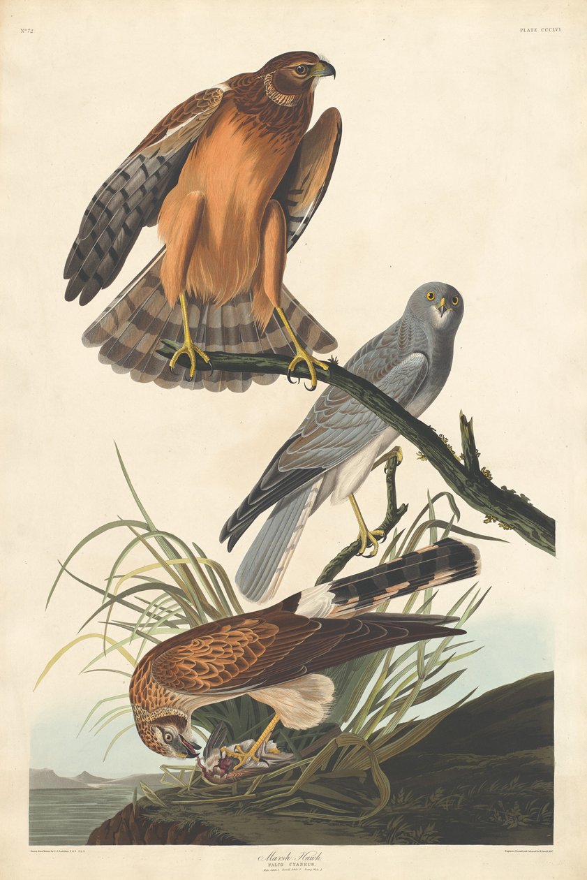 Falcão do Pântano de Robert Havell after John James Audubon