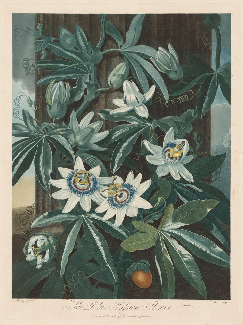 A passiflora azul de Robert John Thornton